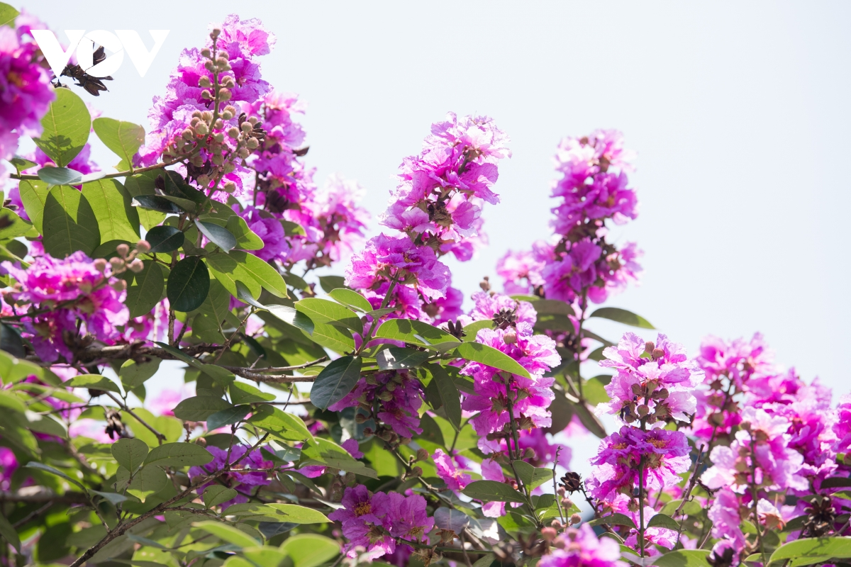 Crape-myrtle flowers often grow into clusters with a length of 20-30cm. Each flower has six thin and light petals. (Photo: VOV) 