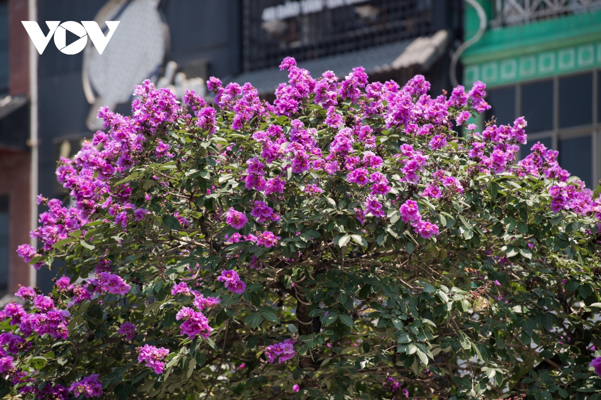 The crape-myrtle flowers bring back the old childhood memories and student years, which made people emotional.  (Photo: VOV) 