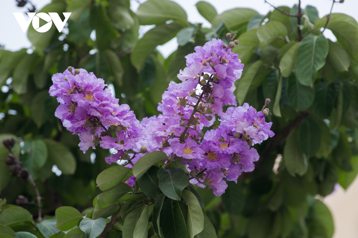 Crape-myrtle flowers have different colours, including purple, pink and pale white. However, purple crape-myrtle flowers are most familiar to Hanoians. (Photo: VOV) 