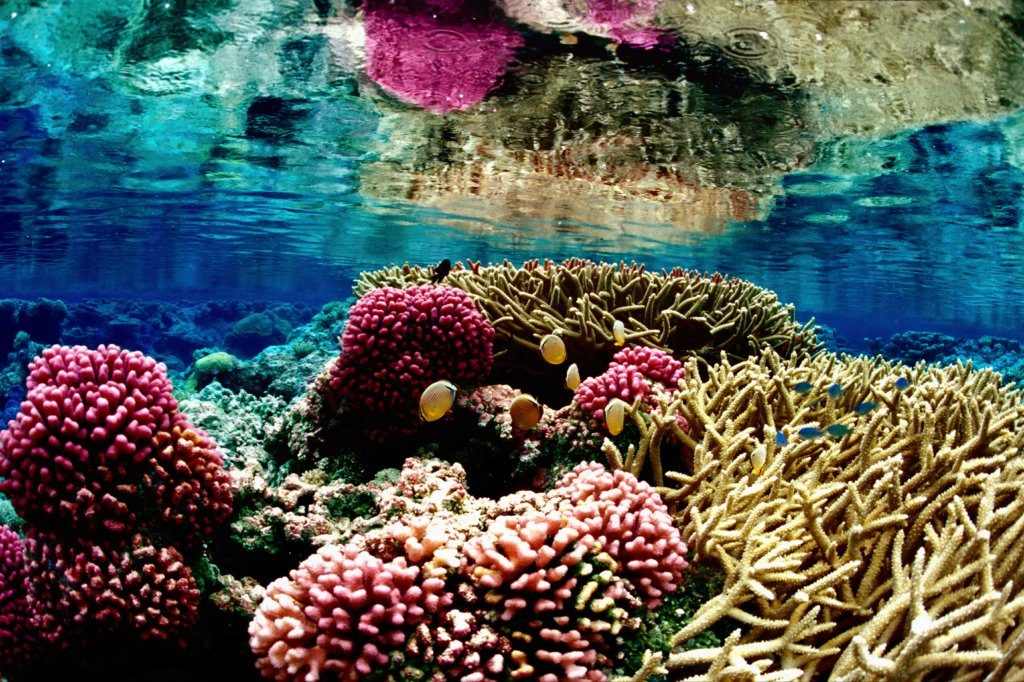 South China Sea coral reefs (Photo: Getty Images) 