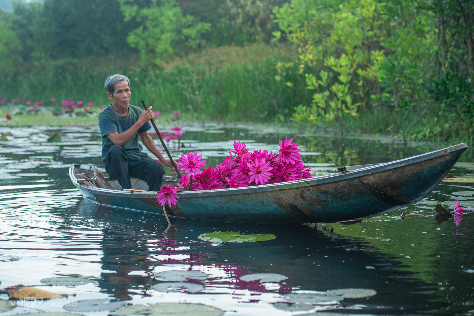 Chu rows a boat to pick water lilies and tend to grass carp raised in the pond. (Photo: VnExpress) 