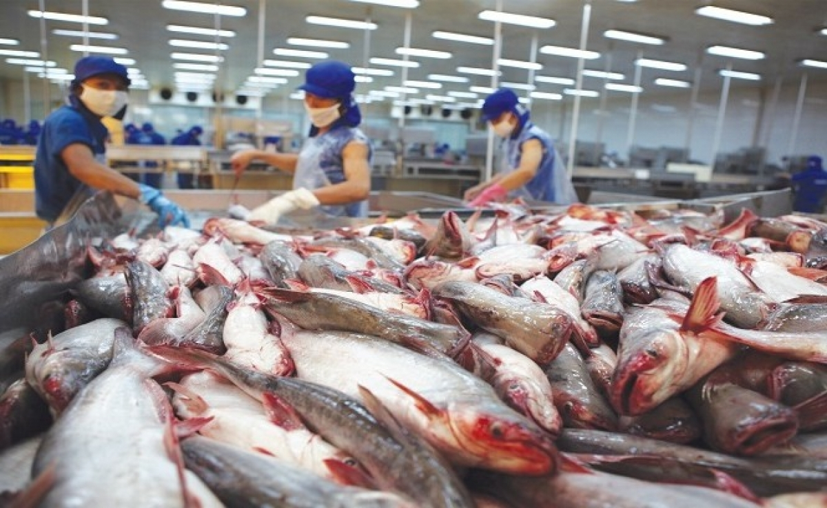 Vietnam's pangasius exports rise on global demand