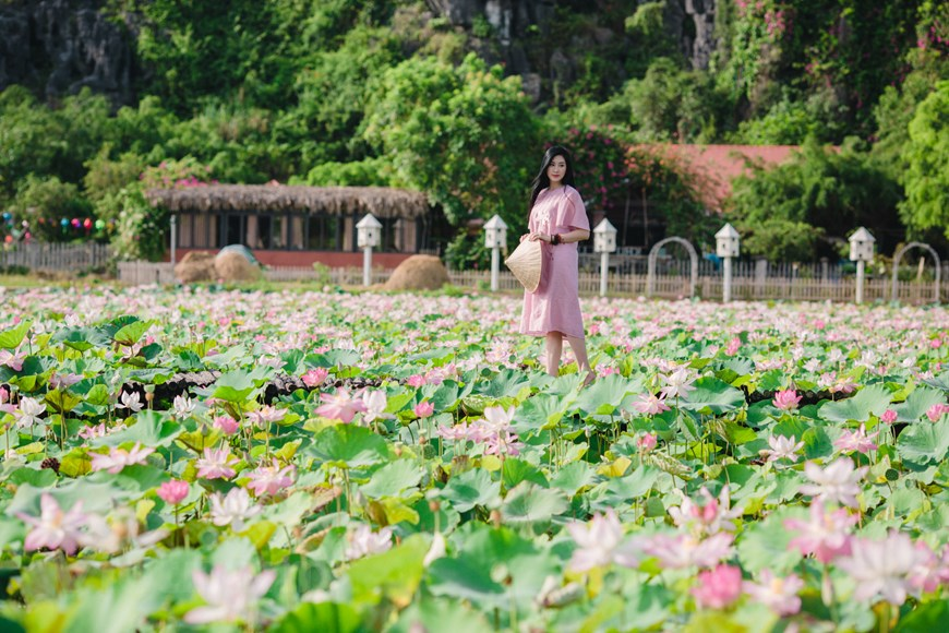 The charming lotus pond attract many visitors for its outstanding beauty.  Photo: Vietnam+ 