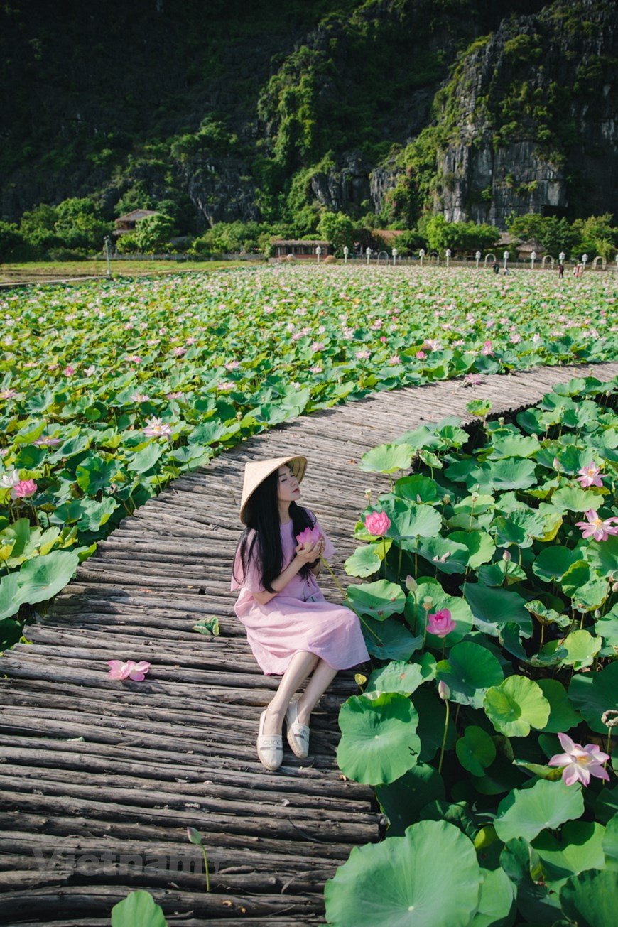Walking among the lotus flowers and breathing the fresh scent is the most amazing experience for tourists when coming to this place.  Tourists can have alluring pictures with such a beautiful background.  Photo: Vietnam+