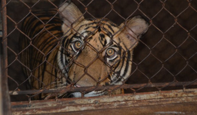 Seventeen Indochinese Tigers Kept In The Basements Of Two Vietnamese Families Rescued