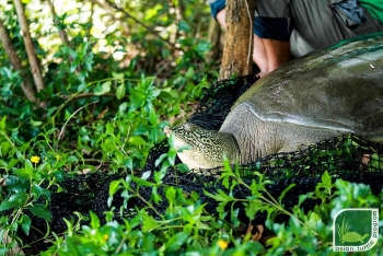 discovery of a critically endangered female hoan kiem turtle in dong mo lake