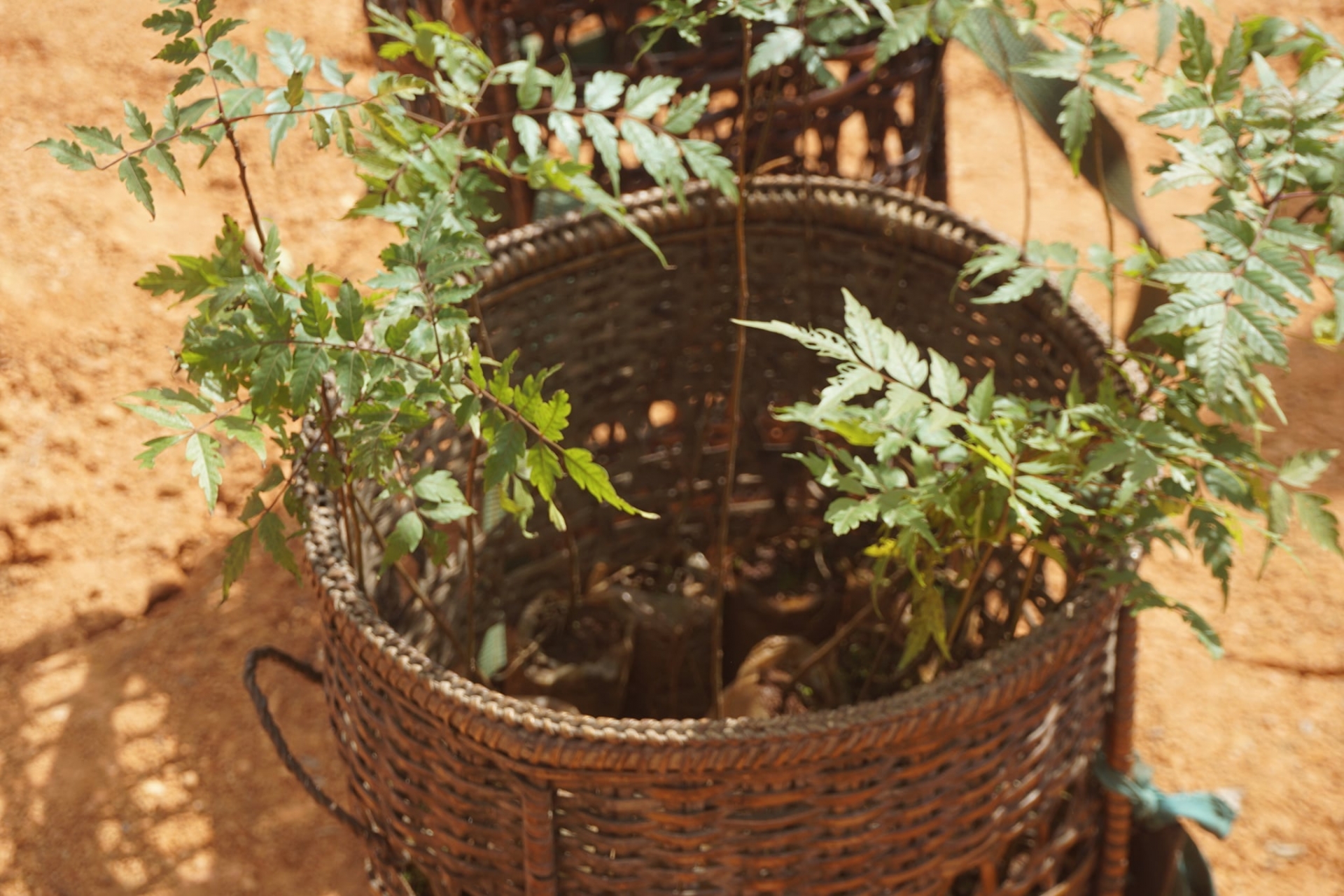 vietnamese mc joins ngo in sustainable forest management