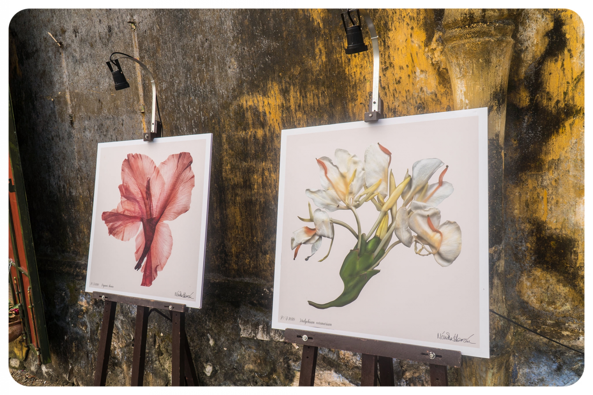 Exhibition introduces colombian flowers in hoi an city