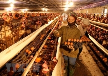 hai phong reports cases of ah5n6 avian flu outbreak