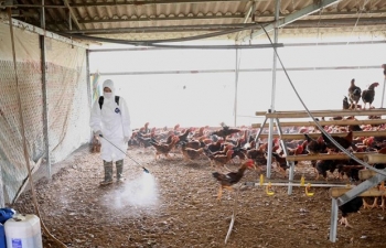 MARD Minister urges early detection of avian influenza outbreaks