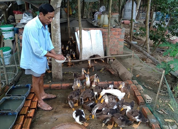 tra vinh culls nearly 1000 ah5n1 infected poultry