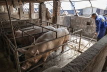 African swine fever outbreak kills 3,000 pigs in Indonesia