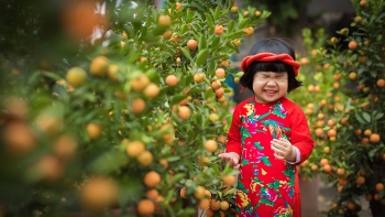 kumquat tree plant for tet and its interesting facts