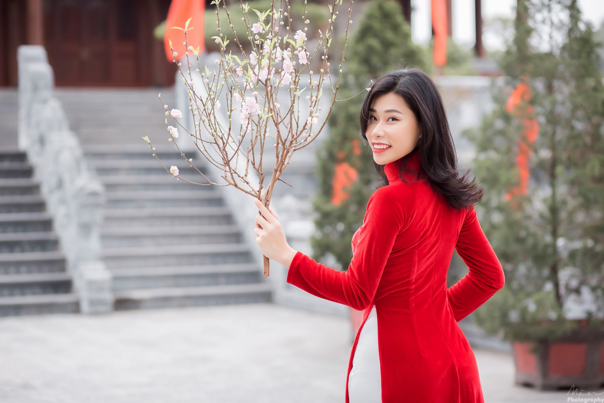 Peach blossoms, flower of Vietnamese Lunar New Year