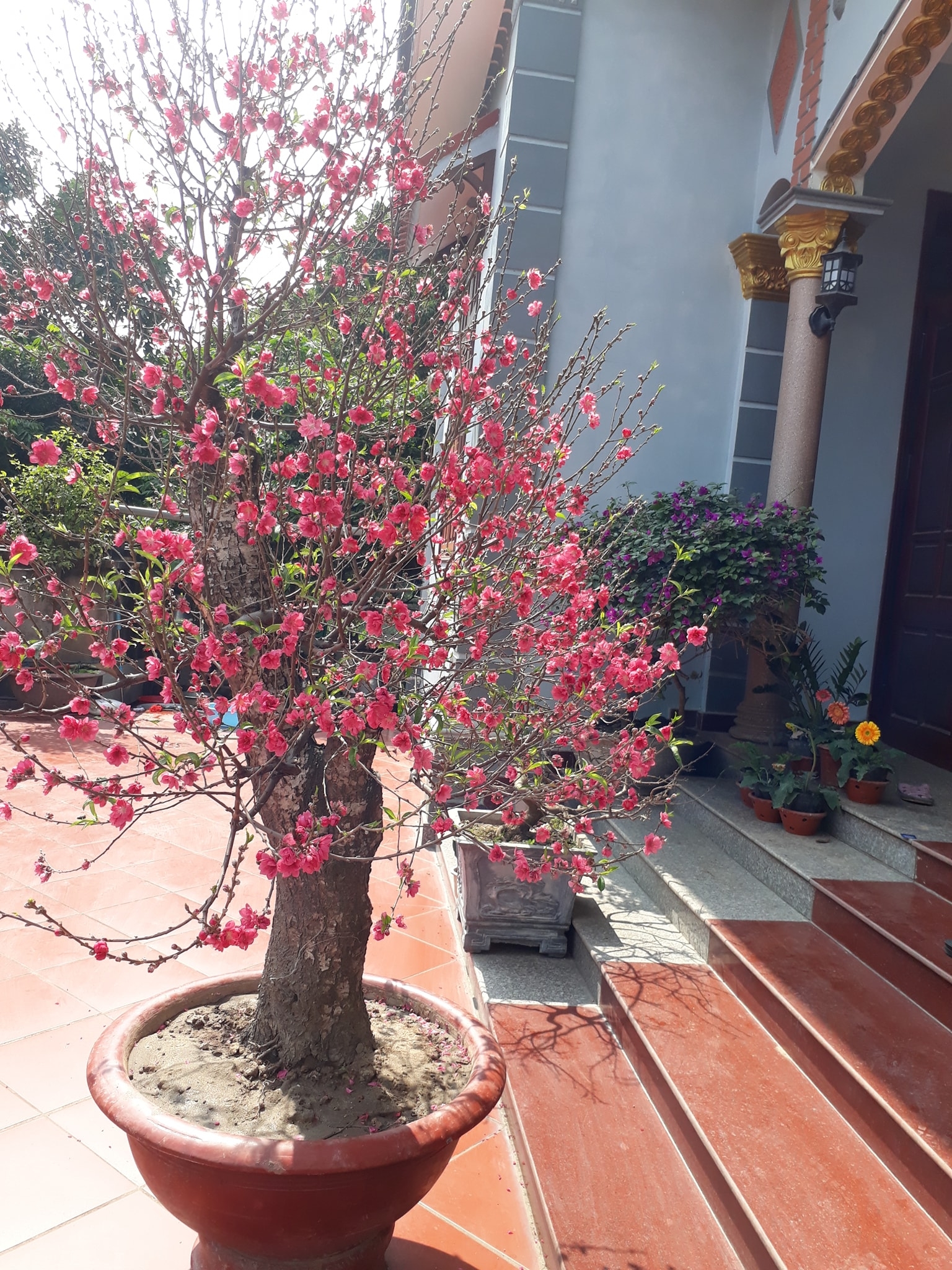 Peach blossoms, flower of vietnamese lunar new year