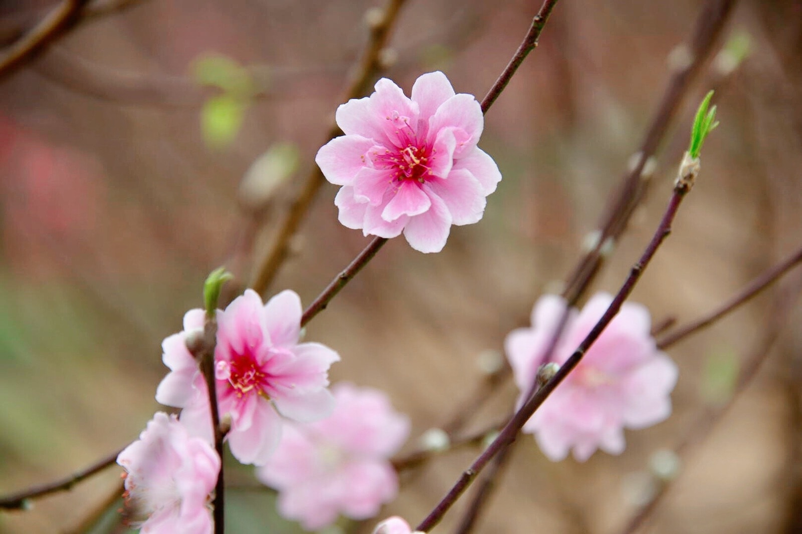 Peach blossoms, flower of vietnamese lunar new year