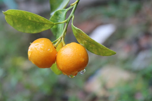 everything you need to know about vietnams festive kumquat fruit