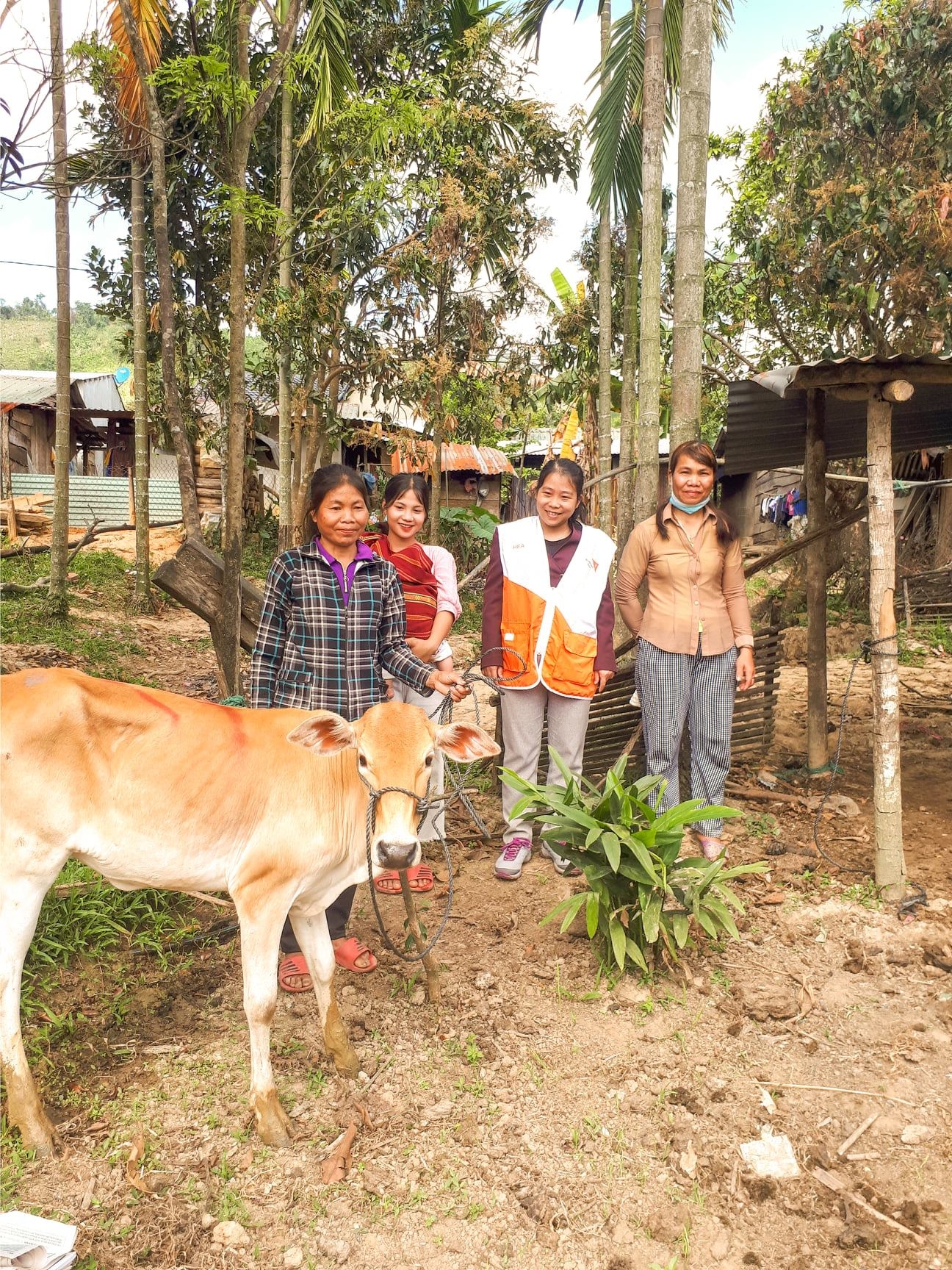 Breeding cows handed over to disaster–affected households in Quang Nam Province