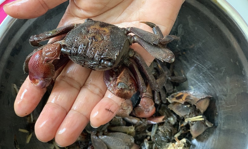 ba khia freshwater crabs in southern coastal provinces