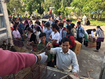 HKI Vietnam delivers over 1,000 ducks to Lai Chau's impoverished villages
