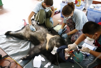 no more bars for two asiatic black bears in vietnams northern province