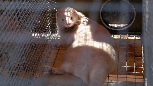 mink transmitted covid 19 to two humans in the netherlands