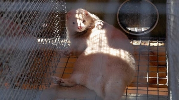mink transmitted covid 19 to two humans in the netherlands