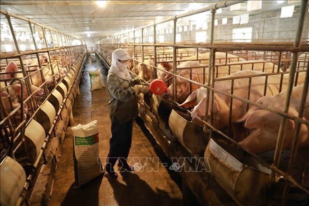 Livestock the new export strength of Vietnam