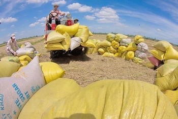 Transforming Rice Value Chains for Climate Resilient and Sustainable Development in Mekong Delta