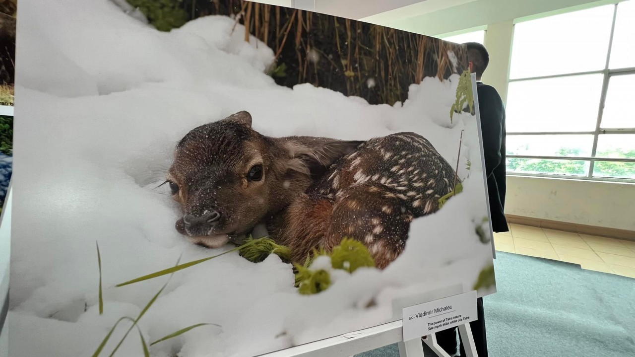 photo exhibition highlights natural beauty of v4 countries in ho chi minh city