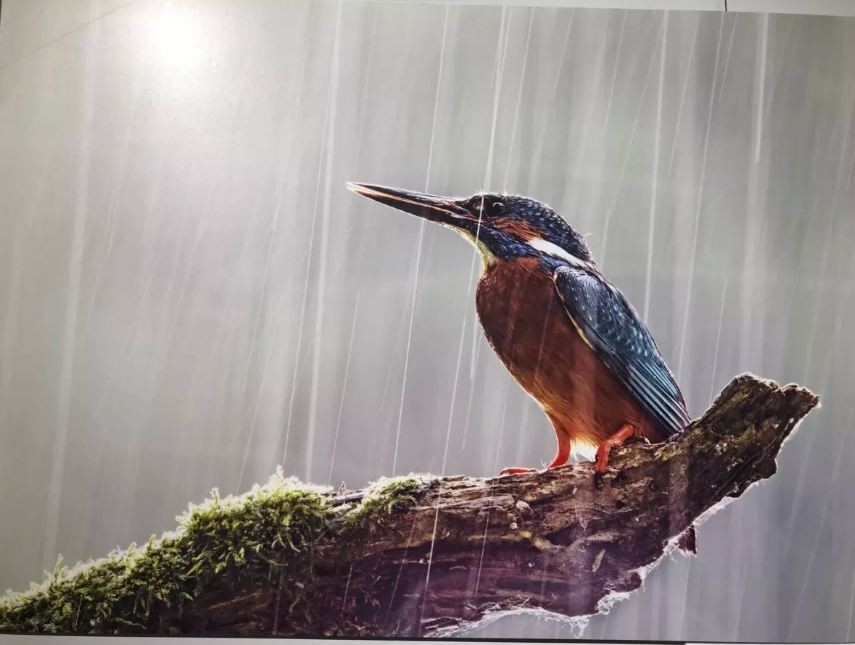 Photo Exhibition Highlights Natural Beauty in Visegrad Group Countries in HCM City