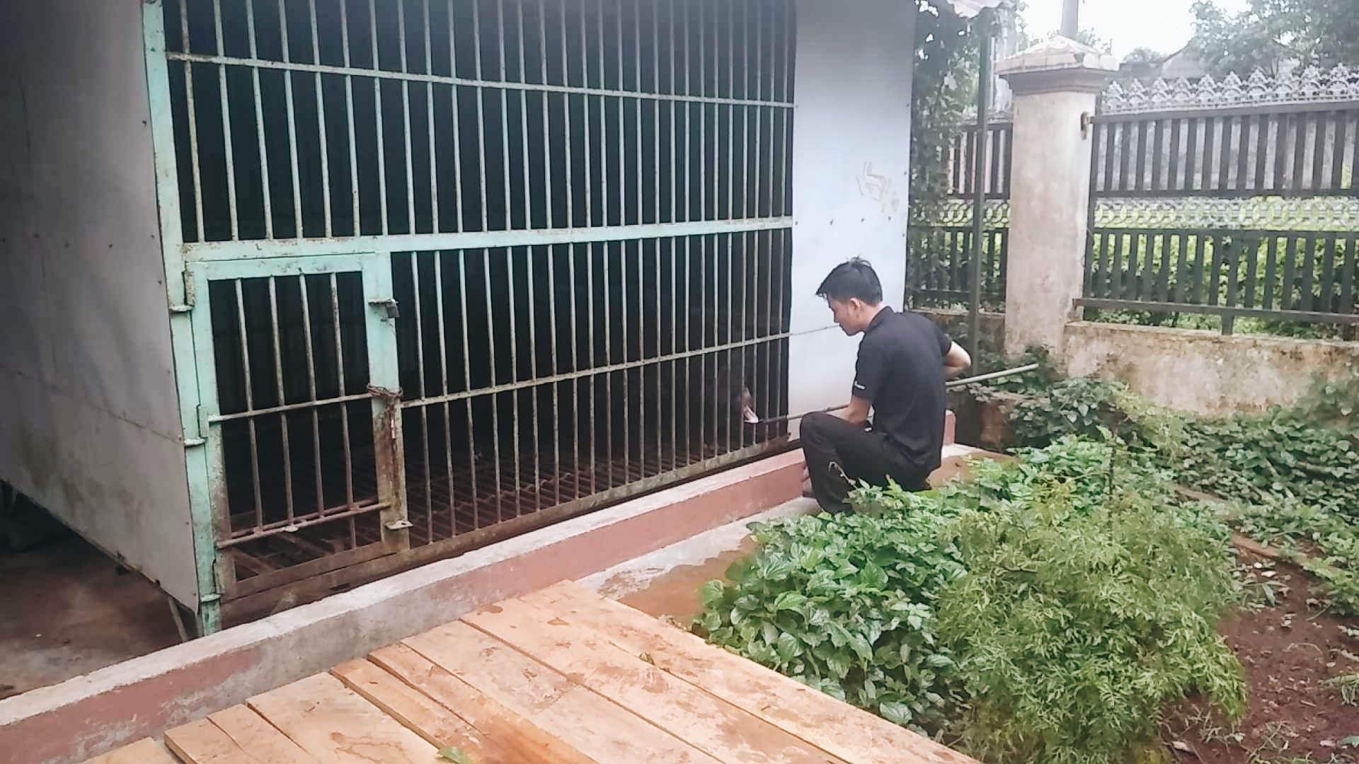gia lai becomes newst bear farm free province in vietnam