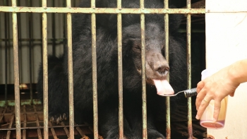 Gia Lai becomes newest bear-farm-free province in Vietnam