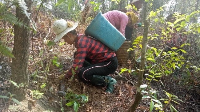 From Berlin to Yen Bai: 10,000 trees connect people across oceans