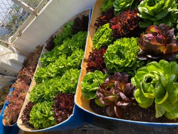 Fun Lockdown Activities: Easy Vegetables to Grow Indoors