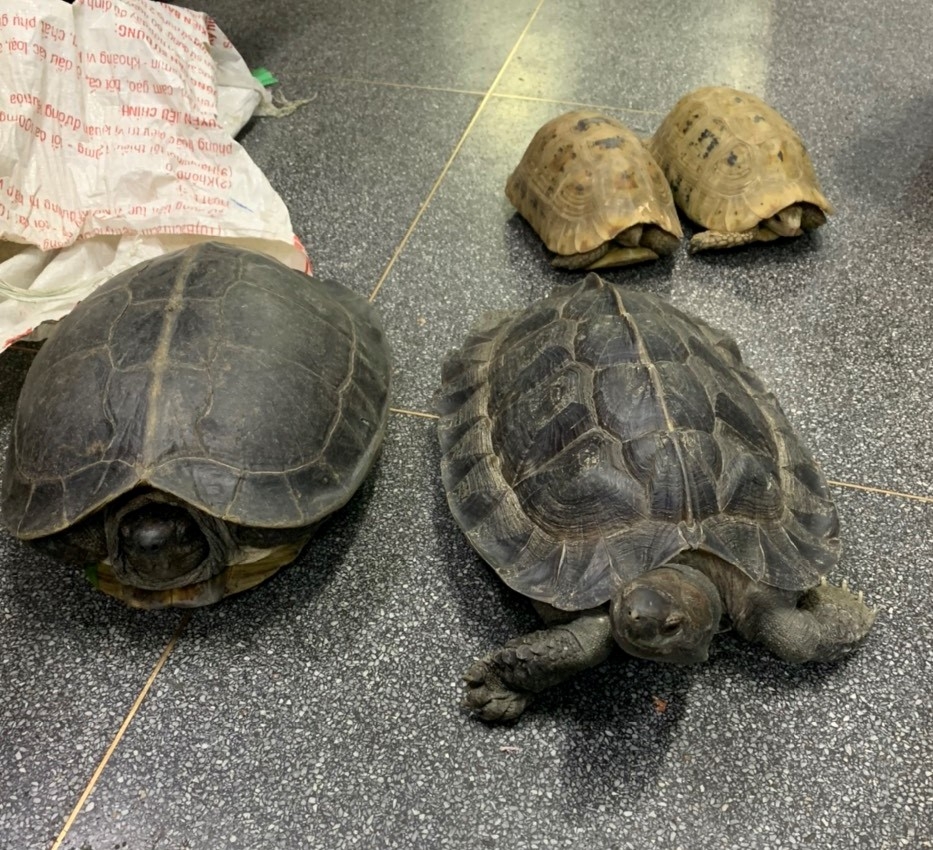 Rise in wildlife trafficking arrests, shows Vietnam's determination
