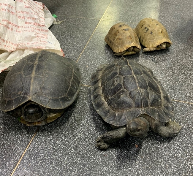 Rise in wildlife trafficking arrests, shows Vietnam's determination