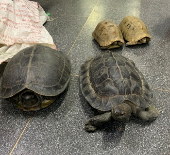 rise in wildlife trafficking arrests shows vietnams determination