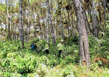 Vietnam, WB sign USD51.5 mil deal to cut carbon emissions and reduce deforestation