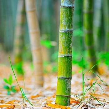 Embassy of Vietnam Plants Bamboo in Ukraine