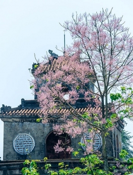emergence of colourful flowers in hue marks the arrival of summer