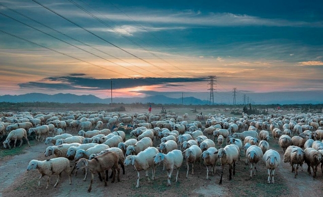 Nomadic beauty of a sheep farm in Ninh Thuan