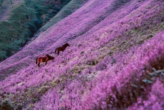 The endless purple field on the top of  Ta Chi Nhu Mountain in the Northwest of Vietnam