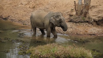 Must-visit Wildlife Sanctuaries in Southeast Asia