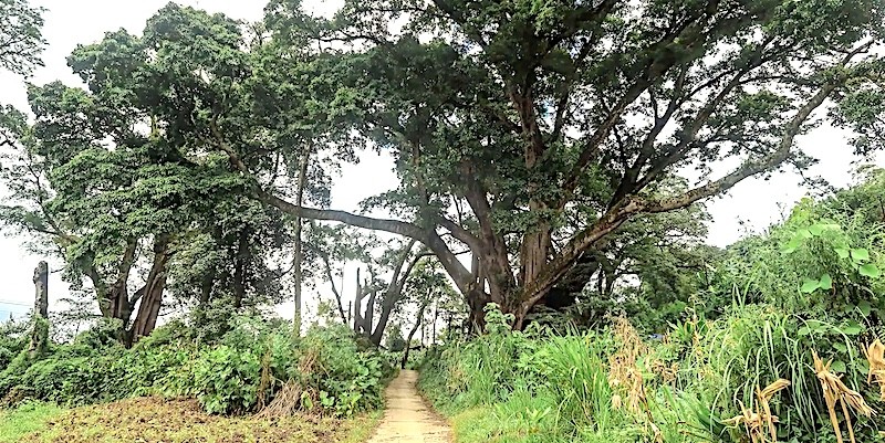 Wondrous Century-old Village to Visit in Ha Giang