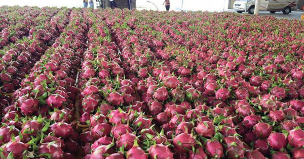 2852 dragon fruit