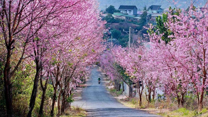 2951-da-lat