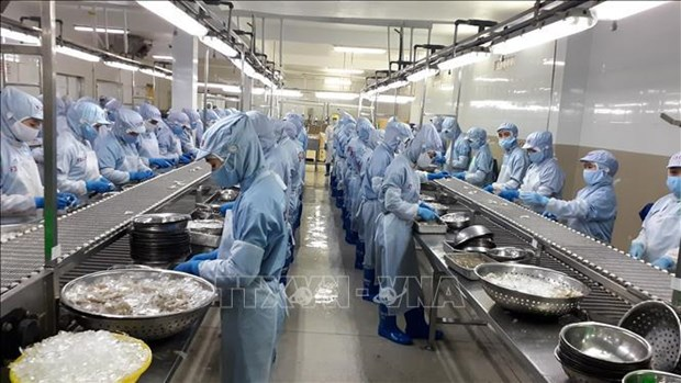 Processing frozen shrimp for export (Photo: VNA)