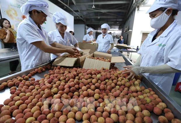 Processing fresh lychees for export (Photo: VNA)