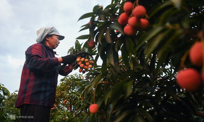 A farmer harvests lychees in Luc Ngan District, Bac Giang Province. Photo by VnExpress/Giang Huy.